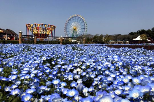 国営ひたち海浜公園プレジャーガーデン 海と空と緑がともだち ひたち海浜公園は 茨城県ひたちなか市にある国営公園です