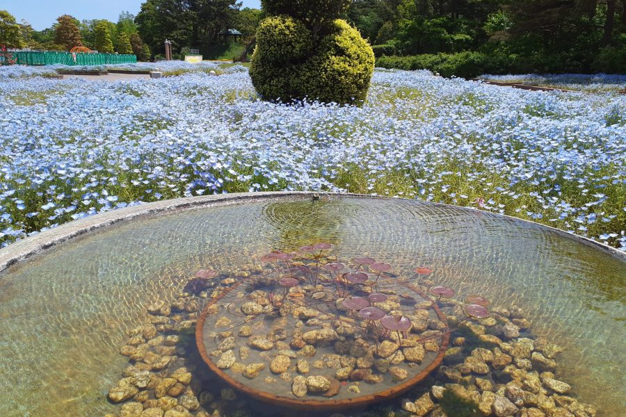 国営ひたち海浜公園プレジャーガーデン | 海と空と緑が ...